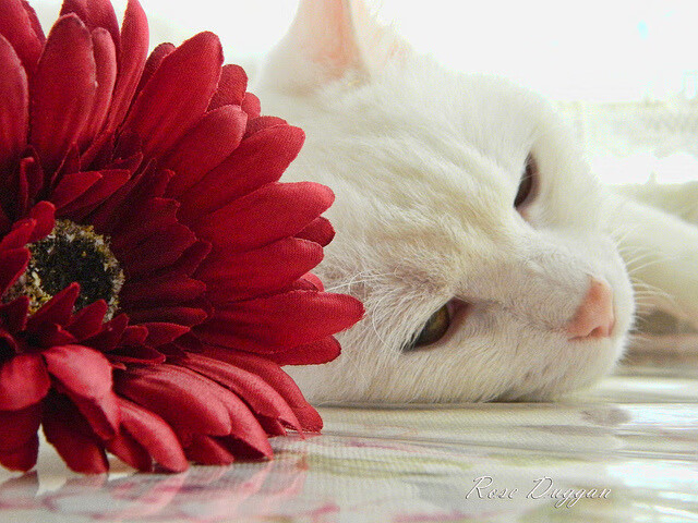 新加坡队赛制深入解析：团体赛事中的角色分配与战术执行，新加坡邀请赛决赛视频