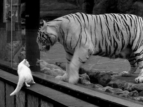 男子蛙泳美队虽败仍表现可圈可点，美国蛙泳名将视频